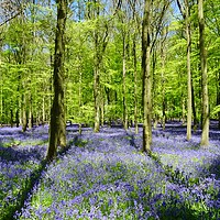 Buy canvas prints of                      dockey wood bluebells    by paul petty