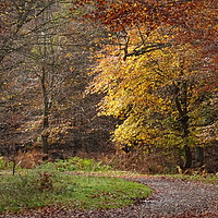 Buy canvas prints of                             Epping Forest 1    by paul petty