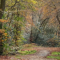 Buy canvas prints of                                Epping Forest 2 by paul petty