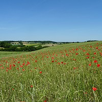Buy canvas prints of                                Chiltern Poppies by paul petty