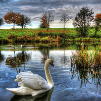 Buy canvas prints of Lonely swan by Catherine Davies