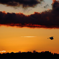 Buy canvas prints of Flying Heron,sunset by Catherine Davies