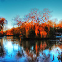 Buy canvas prints of Golden winter trees, landscape by Catherine Davies