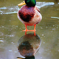 Buy canvas prints of Duck, reflection by Catherine Davies