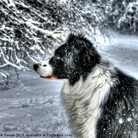 Buy canvas prints of Boarder Collie, dog by Catherine Davies