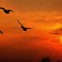 Buy canvas prints of Marmalade skies,duck sunset by Catherine Davies