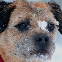Buy canvas prints of Border terrier snow by Shaun Cope
