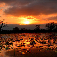 Buy canvas prints of Orange Sunset Reflection by Shaun Cope