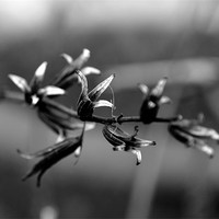 Buy canvas prints of Black and White Plant by Shaun Cope