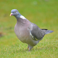 Buy canvas prints of Great British Pigeon by Shaun Cope