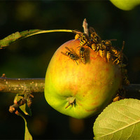 Buy canvas prints of Wasps on summer apple by Shaun Cope