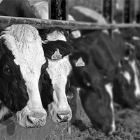 Buy canvas prints of Black And White Cows by Shaun Cope