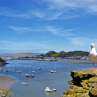 Buy canvas prints of Seagull sea landscape by Shaun Cope