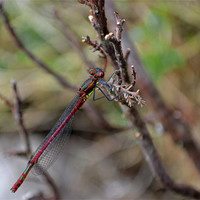 Buy canvas prints of Large Red Damselfly by Shaun Cope