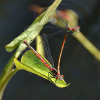 Buy canvas prints of Red Damsel Insect by Shaun Cope