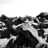 Buy canvas prints of black and white cows by Shaun Cope