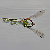 Buy canvas prints of Damselfly by Shaun Cope