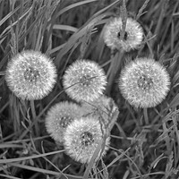 Buy canvas prints of Black and White Dandelions by Shaun Cope