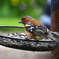 Buy canvas prints of Common Chaffinch by Shaun Cope