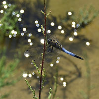 Buy canvas prints of Blue Dragonfly by Shaun Cope