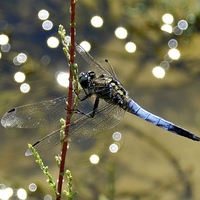 Buy canvas prints of Dragonfly Closeup by Shaun Cope