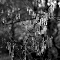 Buy canvas prints of Weeping Catkins by Shaun Cope