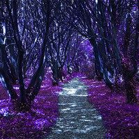 Buy canvas prints of A Lilac Coloured Walk by Martin Albones
