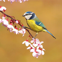 Buy canvas prints of Blue Tit on Spring Blossom by Mick Vogel