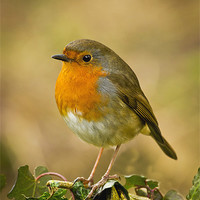 Buy canvas prints of Robin Standing On A Post by Mick Vogel