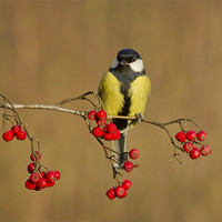 Buy canvas prints of The Great Tit. by Mick Vogel