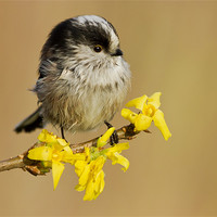 Buy canvas prints of Longtail Tit on Forsythia by Mick Vogel