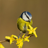 Buy canvas prints of Blue Tit on yellow flower by Mick Vogel