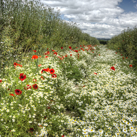Buy canvas prints of Camomile And Poppy Path by Mick Vogel
