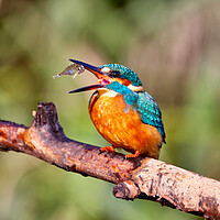 Buy canvas prints of Kingfisher With Stickleback by Mick Vogel