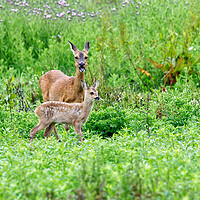 Buy canvas prints of Roe Deer With Fawn by Mick Vogel