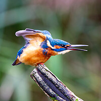 Buy canvas prints of Stretching Kingfisher by Mick Vogel