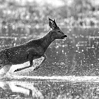 Buy canvas prints of Roe Deer Running Through Water by Mick Vogel