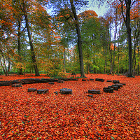 Buy canvas prints of Quarry Woods  by Mick Vogel