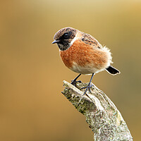 Buy canvas prints of Male Stonechat by Mick Vogel