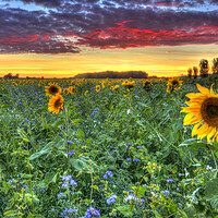 Buy canvas prints of Sunflower Sunset by Mick Vogel