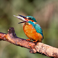 Buy canvas prints of Kingfisher by Mick Vogel