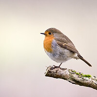 Buy canvas prints of Robin Redbreast by Mick Vogel