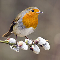 Buy canvas prints of Robin Redbreast on Pussy Willow by Mick Vogel