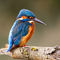 Buy canvas prints of Kingfisher by Mick Vogel