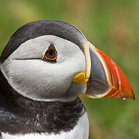Buy canvas prints of Puffin Portrait by Mick Vogel