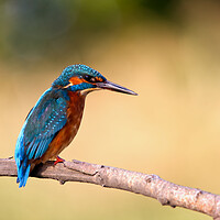 Buy canvas prints of The Kingfisher by Mick Vogel