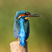 Buy canvas prints of Calling Kingfisher by Mick Vogel
