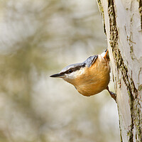 Buy canvas prints of The Nuthatch by Mick Vogel