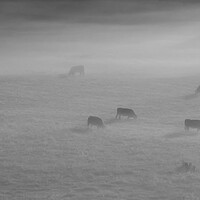 Buy canvas prints of Cattle in the mist by Mick Vogel