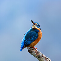 Buy canvas prints of Kingfisher Looking Skywards by Mick Vogel